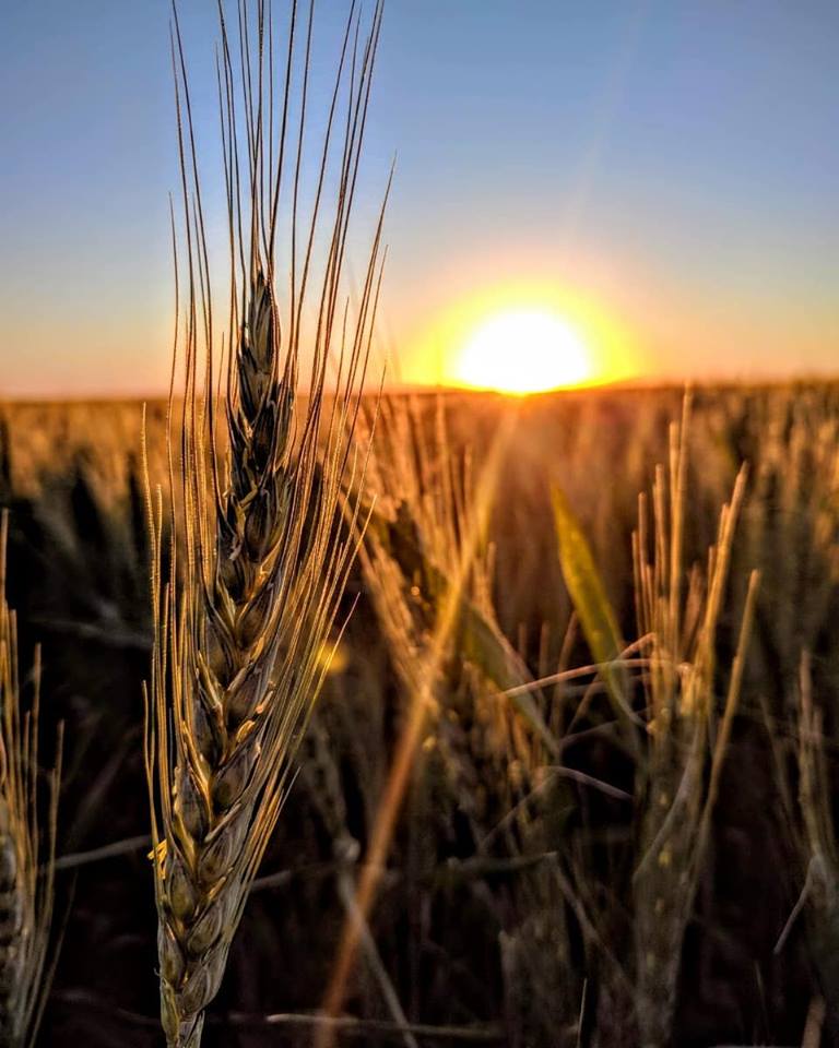 201920 Con Potencial Récord En Producción Y Exportación De Trigo Bolsa De Comercio De Rosario 1524