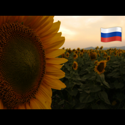 Rusia logra la mayor superficie sembrada de girasol en un país y espera una  cosecha de 15,24 Mt | Bolsa de Comercio de Rosario